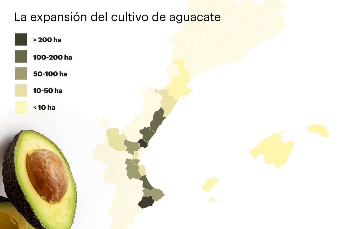 06 AguacateDirecta expansion